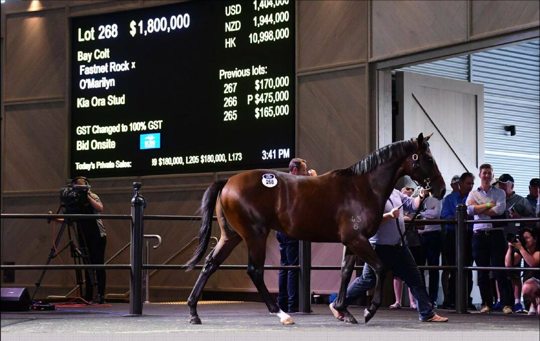 TOP SELLER: A Fastnet Rock x O'Marilyn colt sold by Kia Ora Stud went for $1.8 million on Day 2. Photo: Supplied
