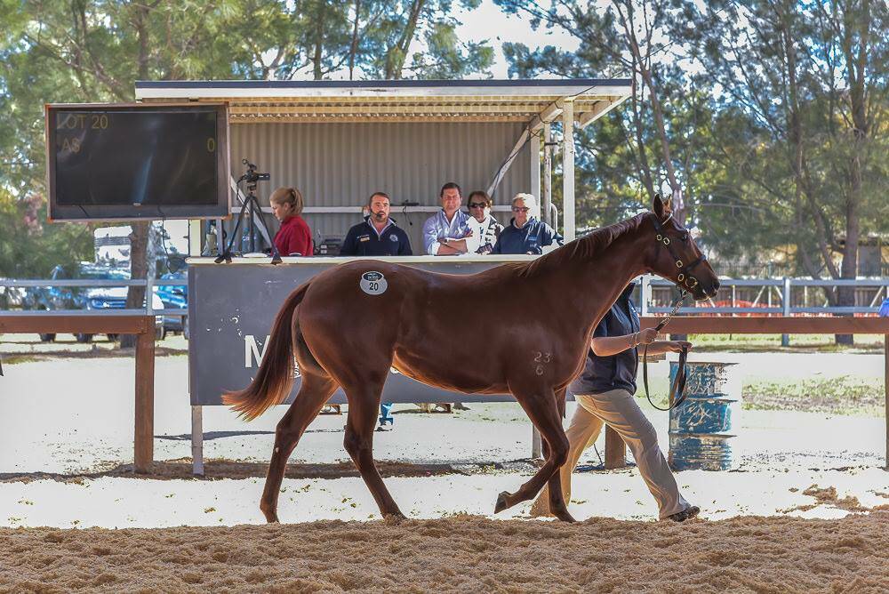 TOP LOT: A Wandjina x Galleries filly sold for $110,000 on day one of the Scone Yearling Sale. Photo: Supplied.