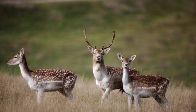 Have your say on deer control