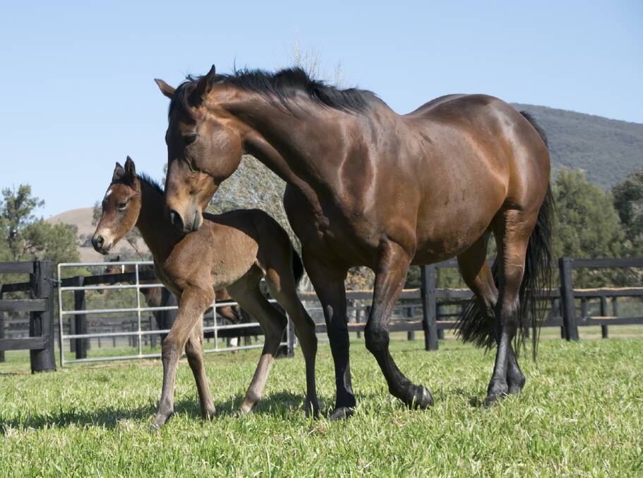 NEW ARRIVAL: Winx's mum Vegas Showgirl with her latest an Exceed And Excel filly at Segenhoe Stud on Sunday. Photo: Kriston Harris