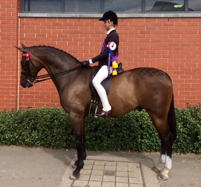 YOUNG TALENT: Tyler Kelly riding Delegate, Champion Senior Boy Rider at the 2018 Sydney Royal Show. Photo: Supplied