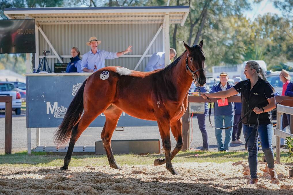 TOP SELLER: The day's top lot was secured by Kristen Buchanan for $60,000, a Sebring x She's Due colt, offered by Middlebrook Valley Lodge. Photo: Supplied.