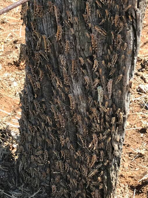 A picture of the Australian plague locusts taken out on the field at an Upper Hunter property today. Photo: HLLS