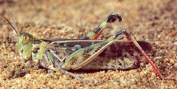 Australian Plague Locust populations have been confirmed at six Upper Hunter properties.