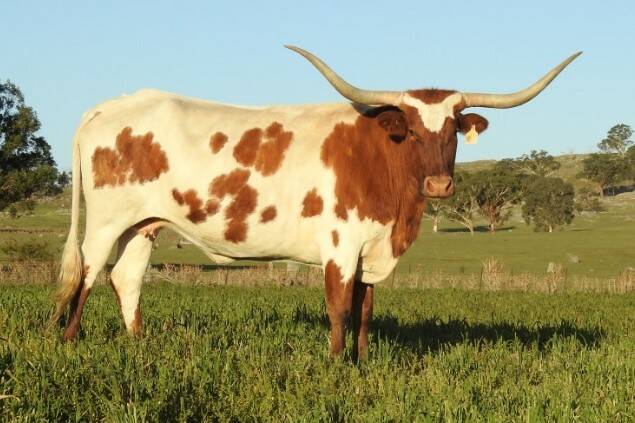 CC Freaky Frost, Lot 19 in the 2019 TLA Sale, vendor is Cowboy Cattle Company Texas Longhorns. 