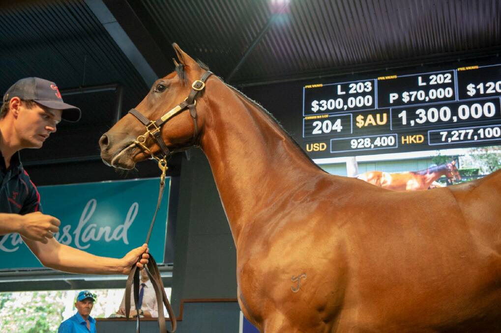 Just like his brother who topped last year's sale, the son of I Am Invincible, from Tai Tai Tess out of Yarraman Park at Scone drew a lot of attention with Chris Waller Racing & Mulcaster Bloodstock taking him home for $1,300,000. Photo: Michael Mcinally Photography