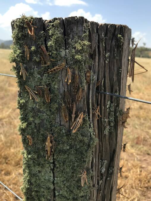 PESTS: A picture of the Australian plague locusts taken out on the field at an Upper Hunter property today. Photo: HLLS