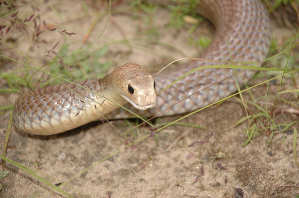 DEADLY: The eastern brown snake is one of the most common in the area. Photo: Australian Reptile Park