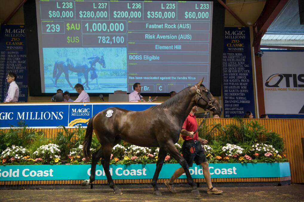TOP SELLER: Lot 239 (a Fastnet Rock-Rock Aversion colt) went for $1 million on Day One of the Magic Millions Yearling Sale.