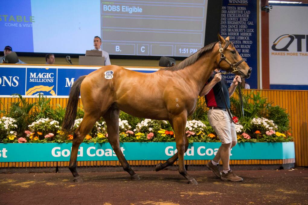 The I Am Invincible colt from Tai Tai Tess sold for $2million setting a new record for his sire. Photo: Magic Millions