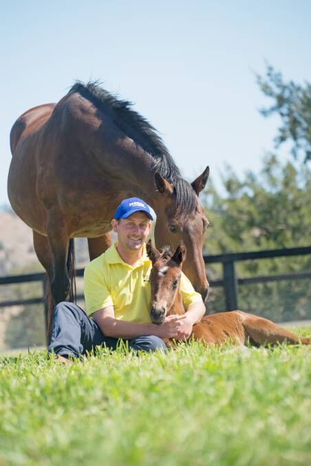 BABY WINX: The Exceed and Excel x Vegas Showgirl filly (half sister to Winx) with Johnny McConnell the Broodmare Manager at Segenhoe Stud on Sunday morning. Picture:  Katrina Partridge