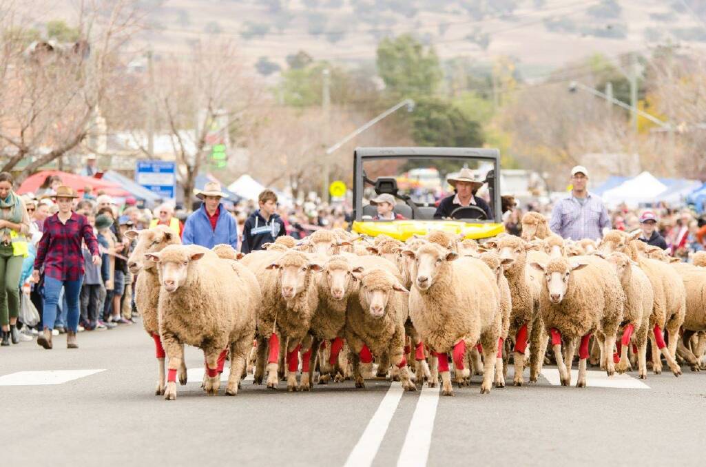EWE BEAUTY: The grand parade is always one of the Festival of the Fleeces highlights.