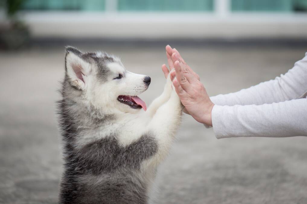 A helping paw: Dogs help humans in many ways, even if it just companionship.