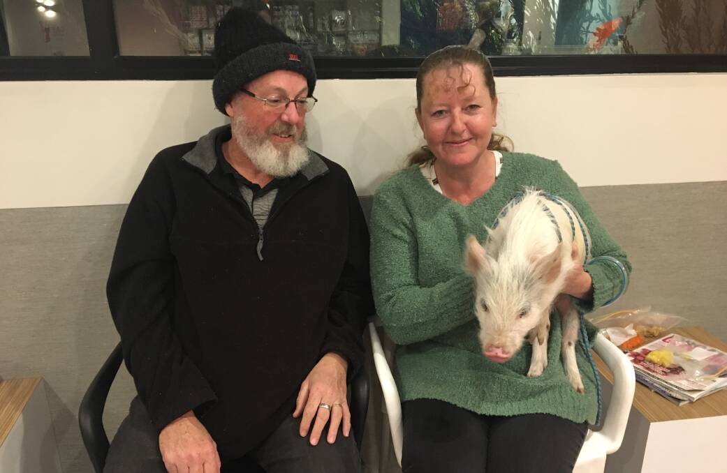 Liz Stevenson and Ron Martin with Shiloh the four-month-old Australian mini pig. 