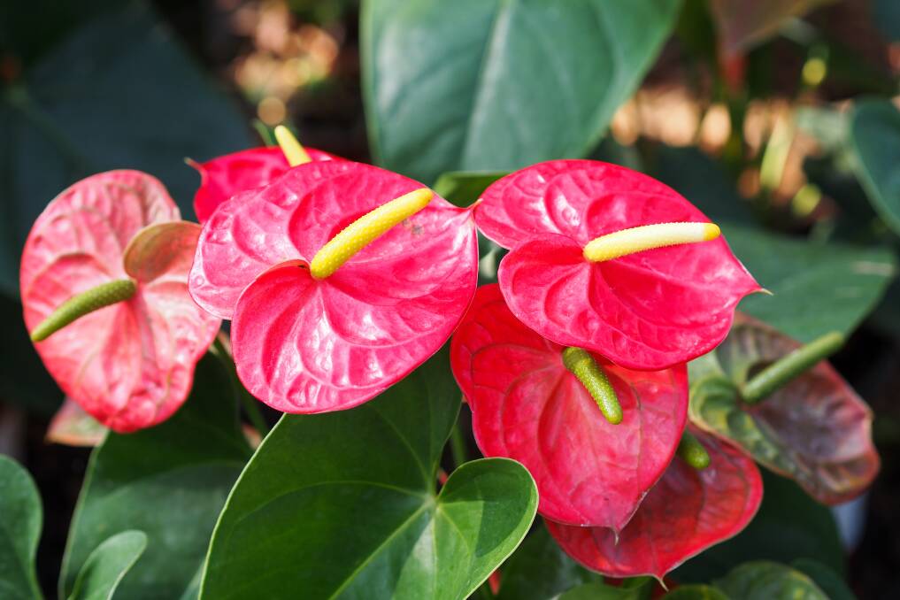 Anthurium, or flamingo flower, could be a cheeky alternative flower of love. Photo: Shutterstock