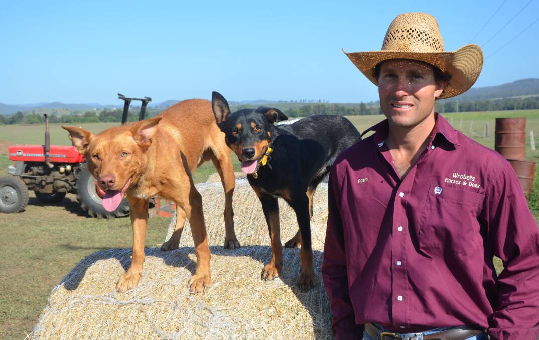 SALE DOGS: Adam Wrobel with two of his dogs entered in the National Working Stock Dog Sale, Macelbri Shift and Wrobel's Flea.