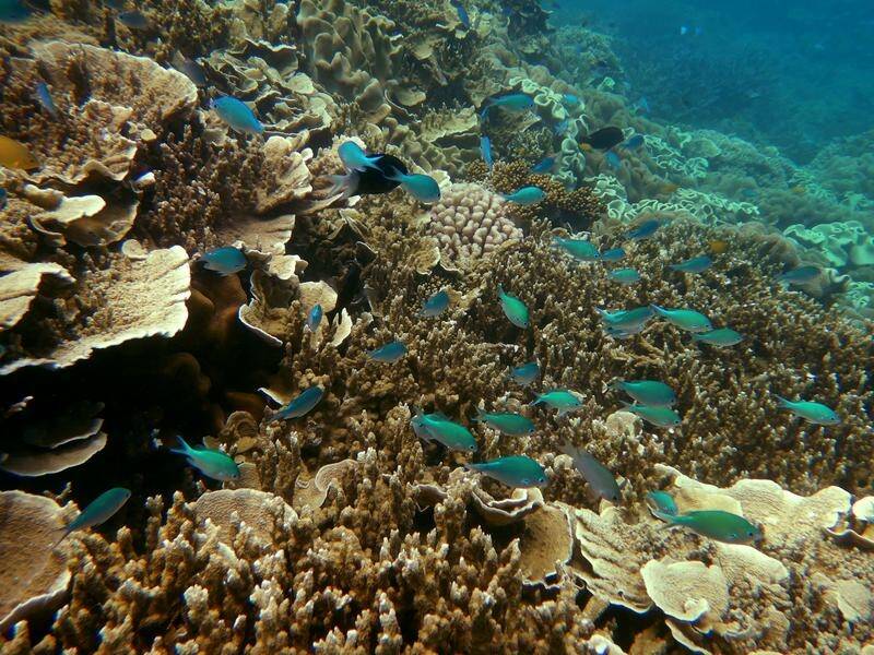 A 76-year-old woman has died while snorkelling on the Great Barrier Reef. (Dean Lewins/AAP PHOTOS)