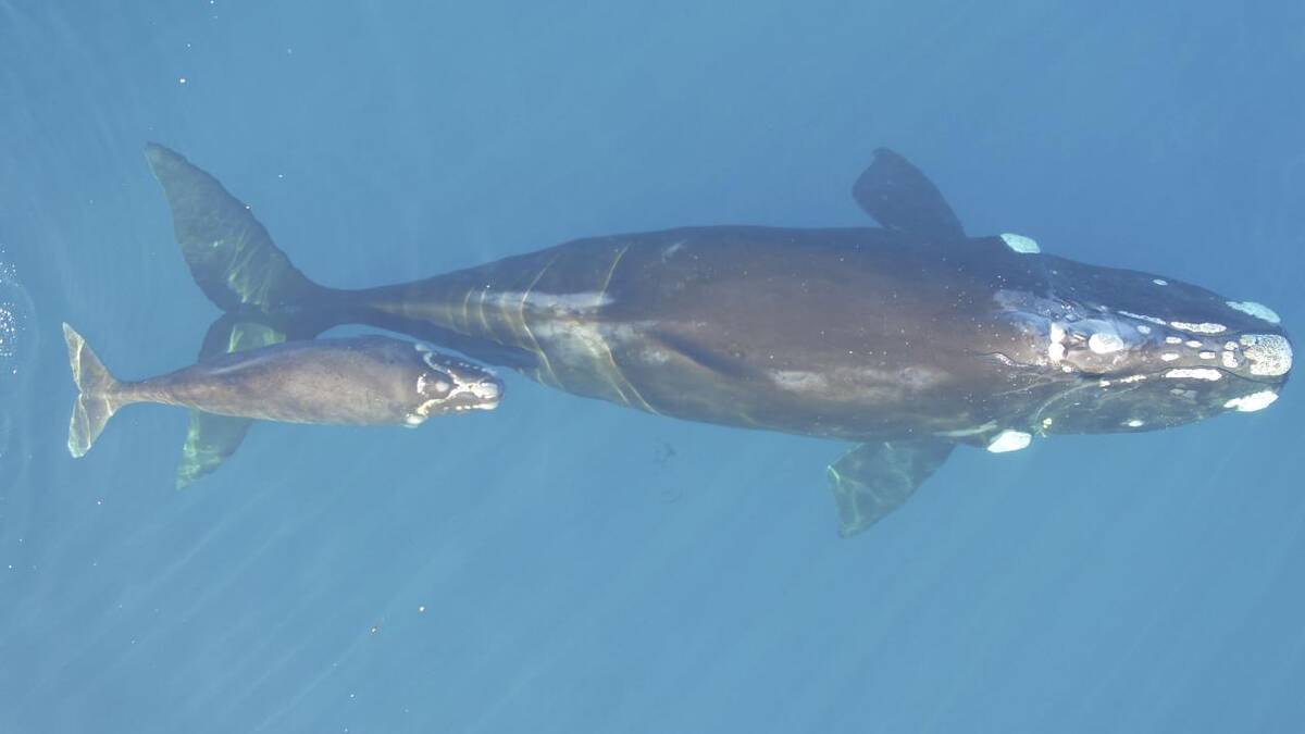 The southern right whale survived commercial whaling but is facing a new threat to its existence. (HANDOUT/UNIVERSITY OF AUCKLAND)